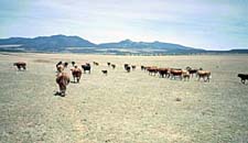 USA-Texas-Panhandle Cattle Round Up
